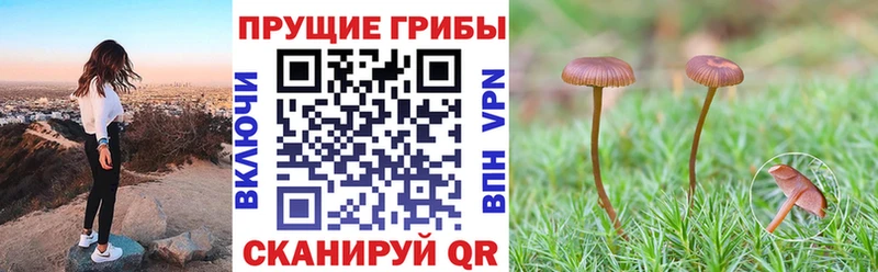 Галлюциногенные грибы Cubensis  Балабаново 